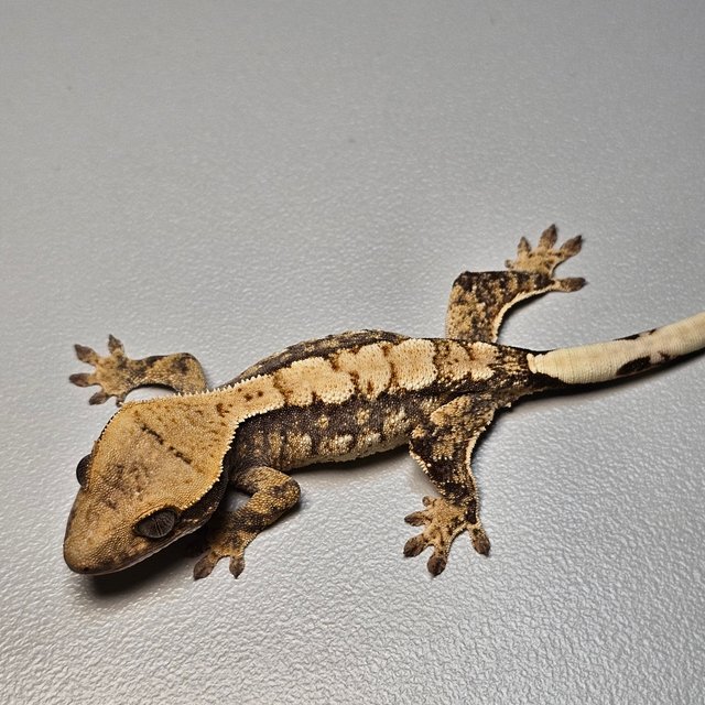 100%헷아잔틱 화이트 화이트스팟