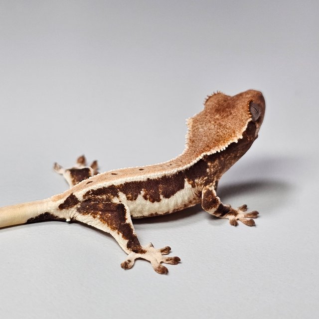 릴리100%헷아잔틱 쿼드 드리피