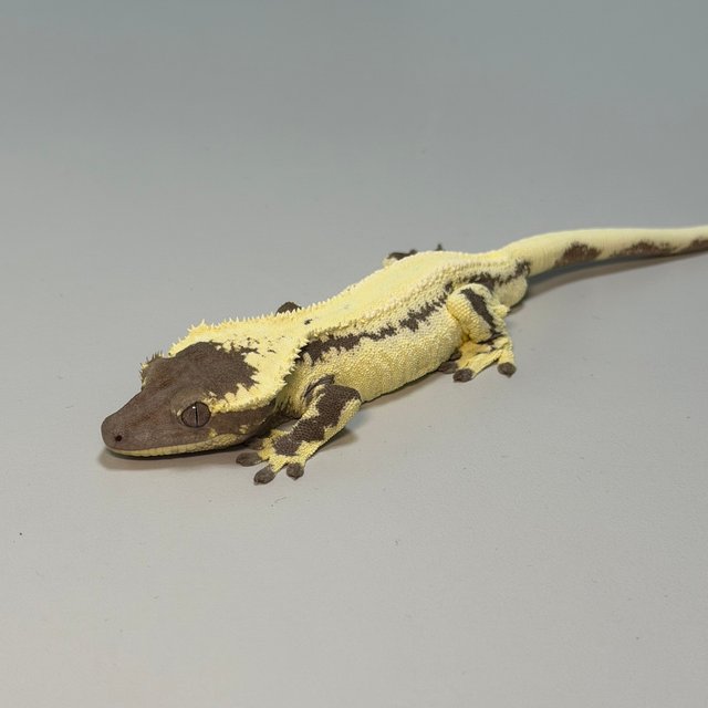 릴리 세이블 아잔틱