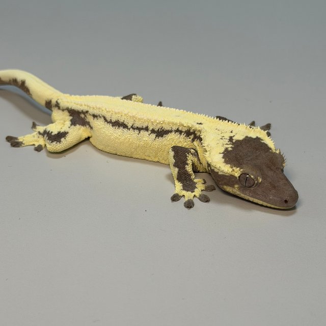 릴리 세이블 아잔틱