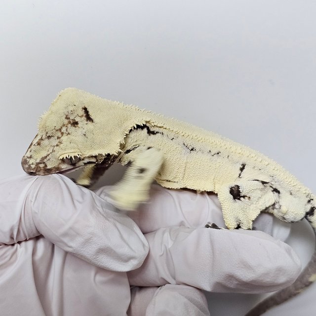 릴리 세이블 세이블