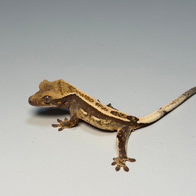 100%헷아잔틱 쿼드 화이트 화이트핀 핀스트라이프