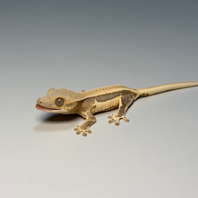 100%헷아잔틱 쿼드 드리피