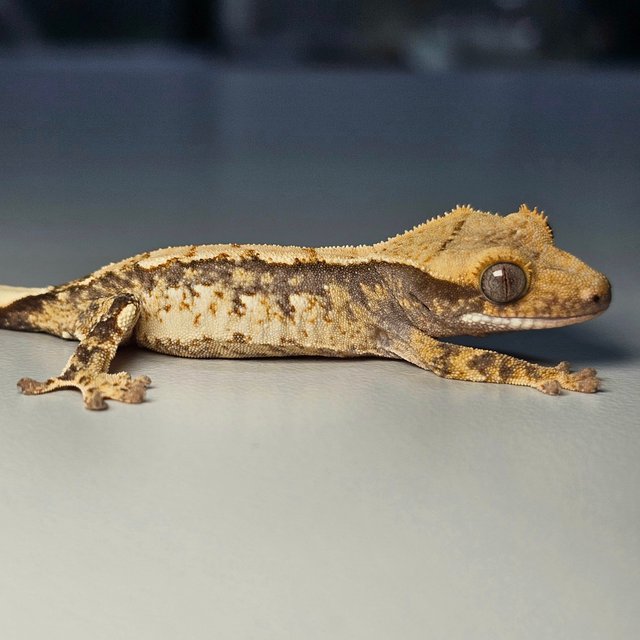 100%헷아잔틱 화이트 화이트스팟