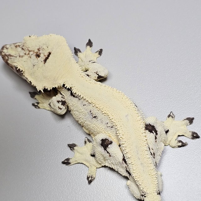 릴리 세이블 세이블