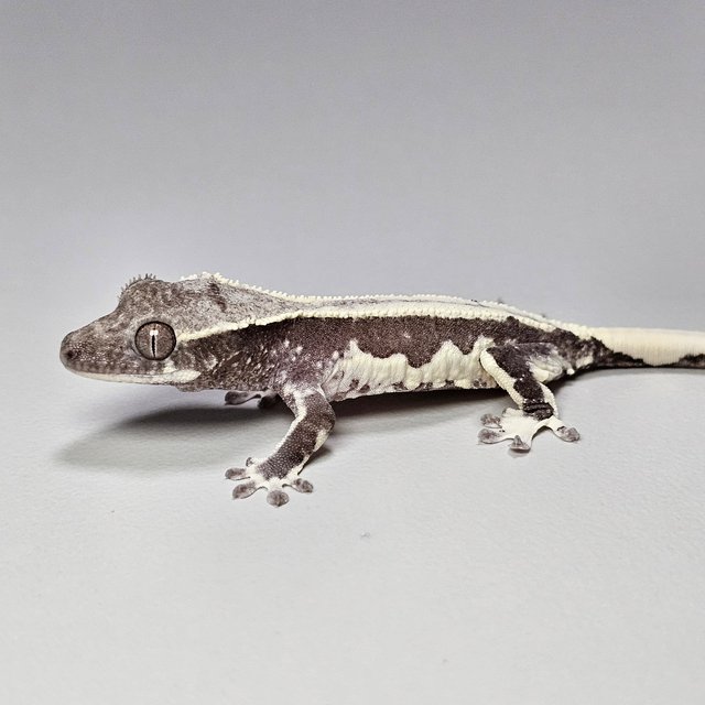 릴잔틱 드리피 화이트핀