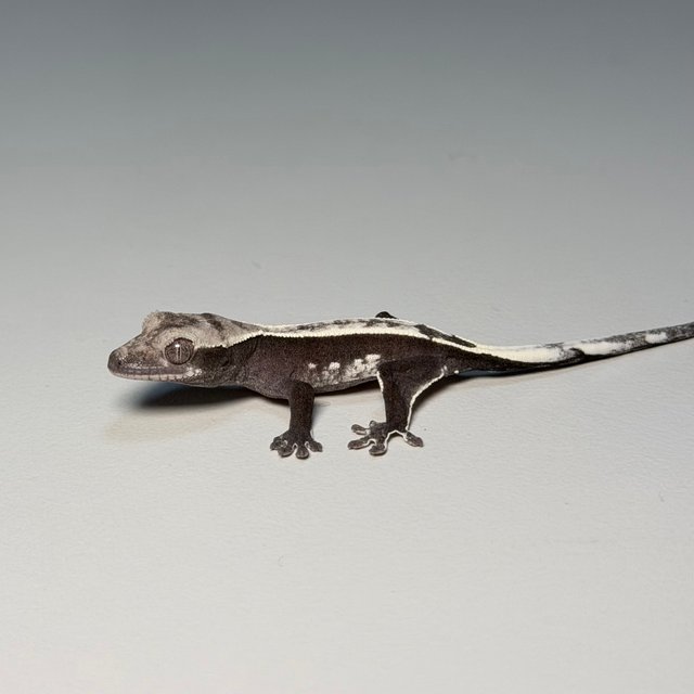 아잔틱 화이트 화이트핀