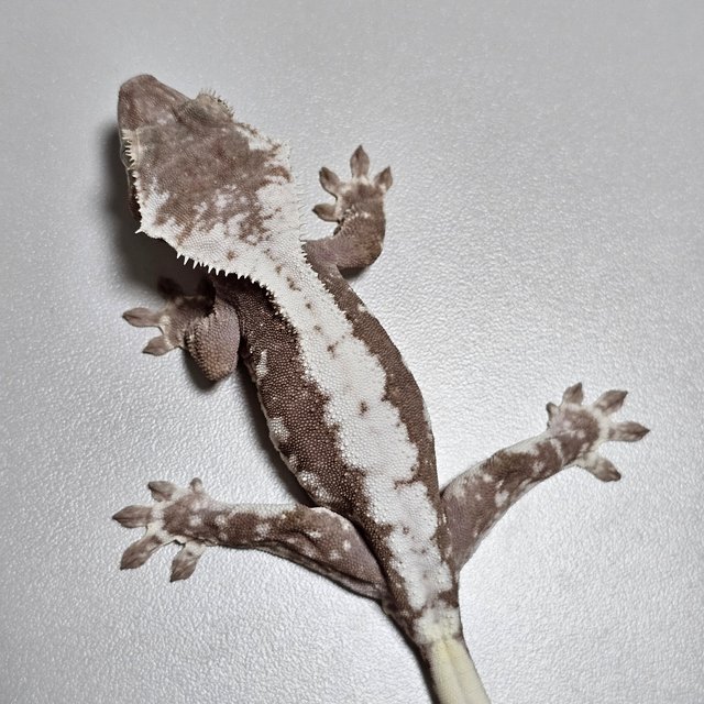 릴잔틱 100%헷아잔틱 세이블 아잔틱 릴리 세이블 릴리100%헷아잔틱