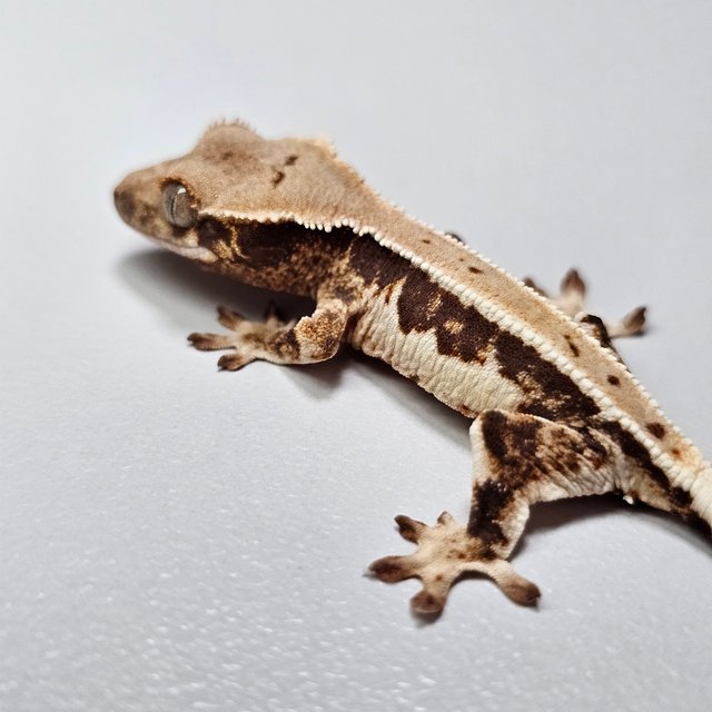 릴리100%헷아잔틱 드리피 화이트핀 화이트크라운