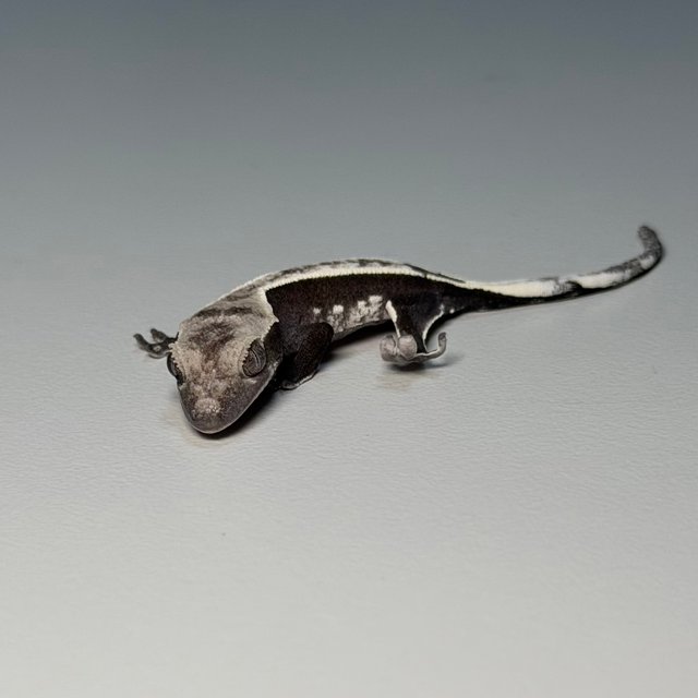 아잔틱 화이트 화이트핀