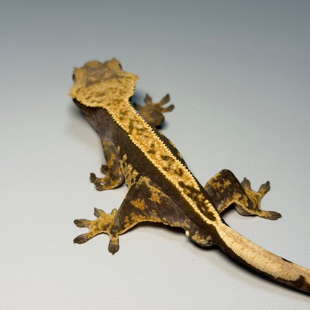 100%헷아잔틱 핀스트라이프