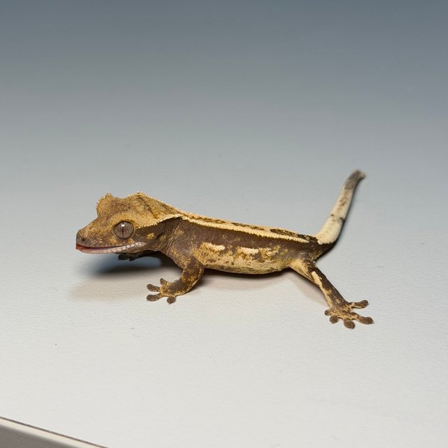 100%헷아잔틱 쿼드 화이트 화이트핀 핀스트라이프