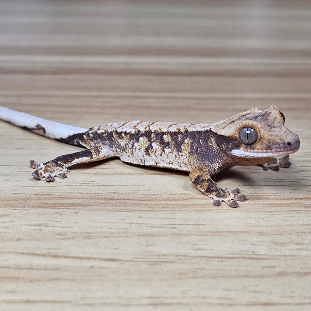 100%헷아잔틱 화이트 화이트스팟