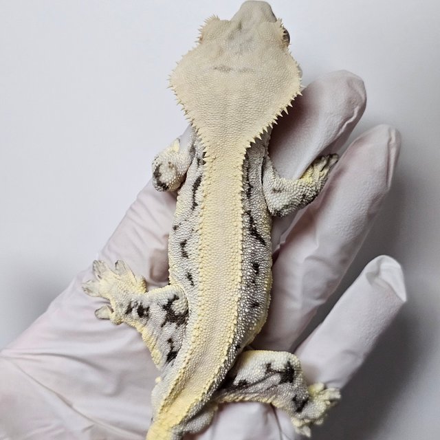 릴리100%헷아잔틱 드리피 화이트스팟 솔리드백