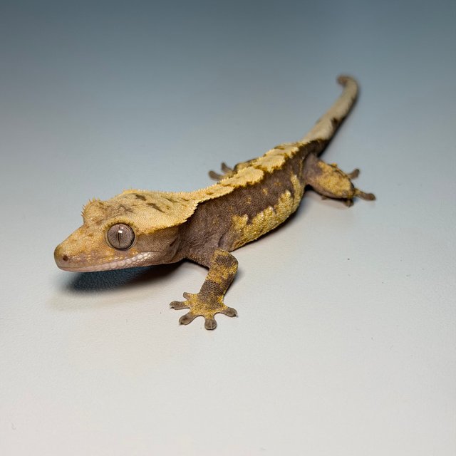 100%헷아잔틱 화이트