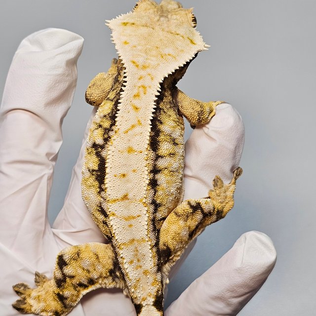 노멀 드리피 화이트스팟 화이트