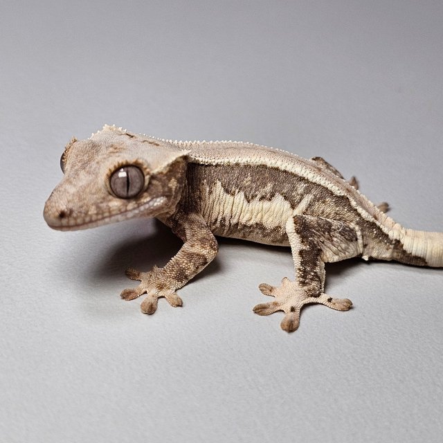 릴리100%헷아잔틱 쿼드 드리피