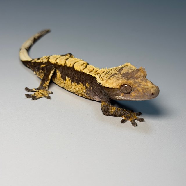 100%헷아잔틱 화이트