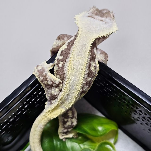 릴잔틱 100%헷아잔틱 세이블 아잔틱 릴리 세이블 릴리100%헷아잔틱