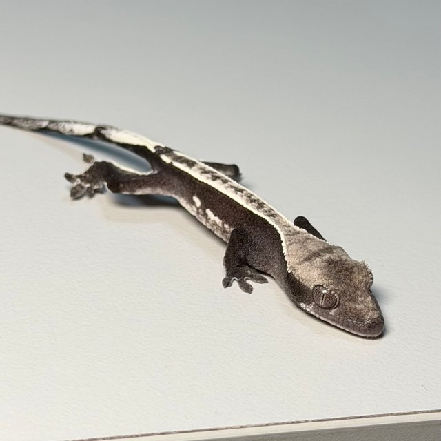 100%헷아잔틱 풀핀 레드 바이