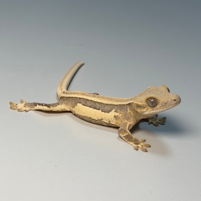 100%헷아잔틱 쿼드 드리피