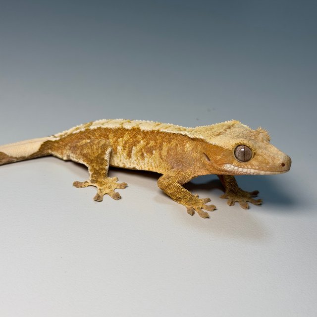 100%헷아잔틱 화이트