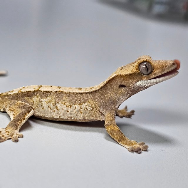 100%헷아잔틱 화이트