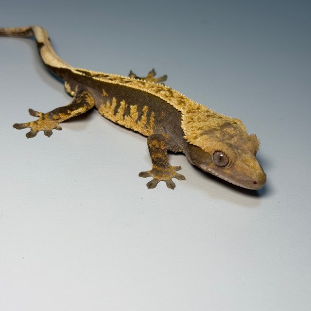 100%헷아잔틱 핀스트라이프