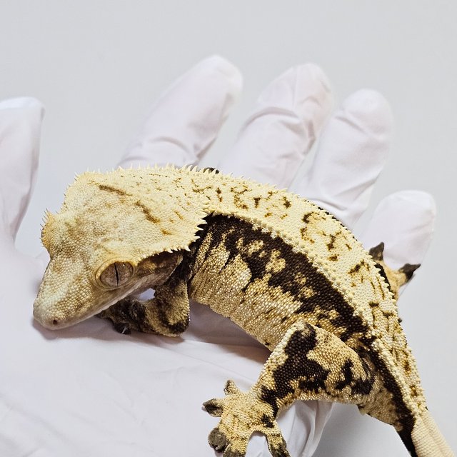 노멀 핀스트라이프 쿼드 화이트