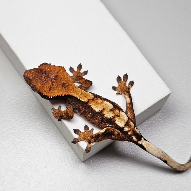 세이블 100%헷아잔틱