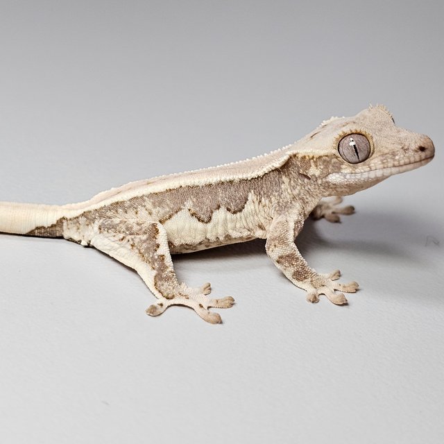 릴리100%헷아잔틱 쿼드 드리피