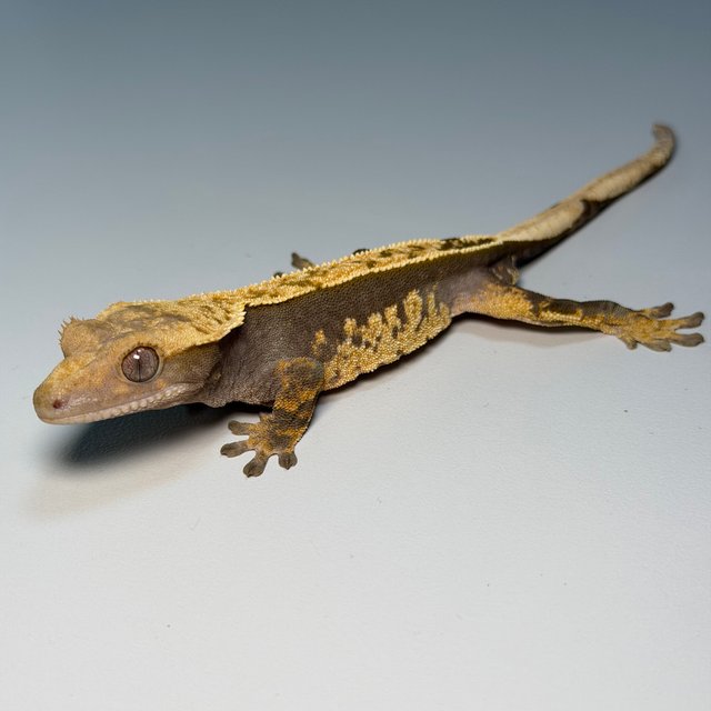 100%헷아잔틱 핀스트라이프