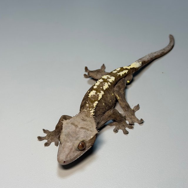 세이블 100%헷아잔틱