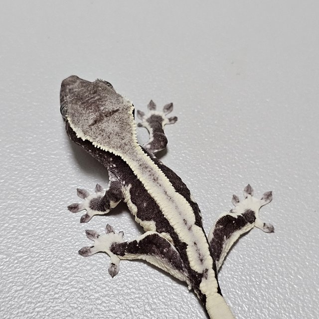 릴잔틱 드리피 화이트핀