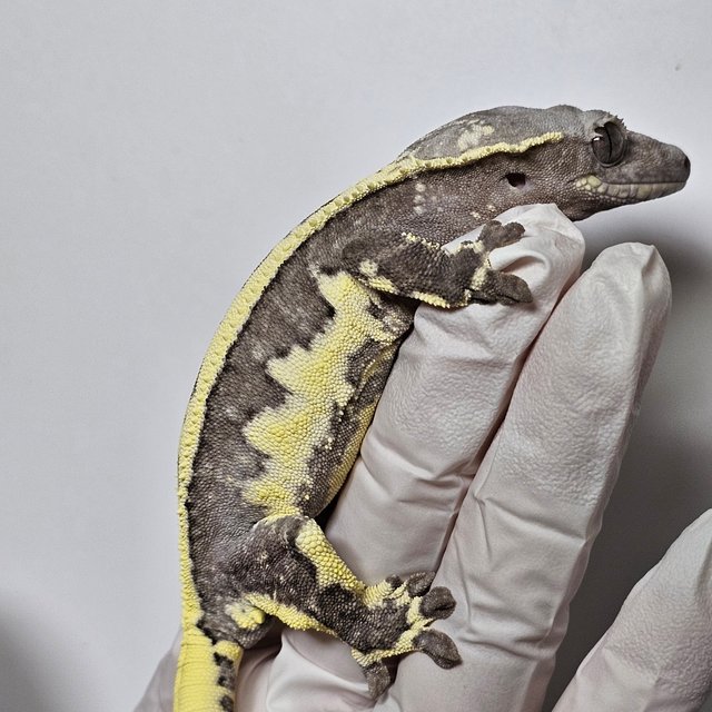 릴잔틱 100%헷아잔틱 세이블 릴리 세이블 아잔틱 릴리100%헷아잔틱