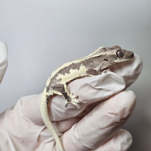 100%헷아잔틱 화이트