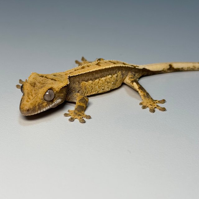 100%헷아잔틱 쿼드 핀스트라이프