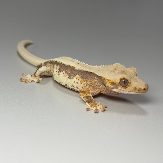 릴리100%헷아잔틱