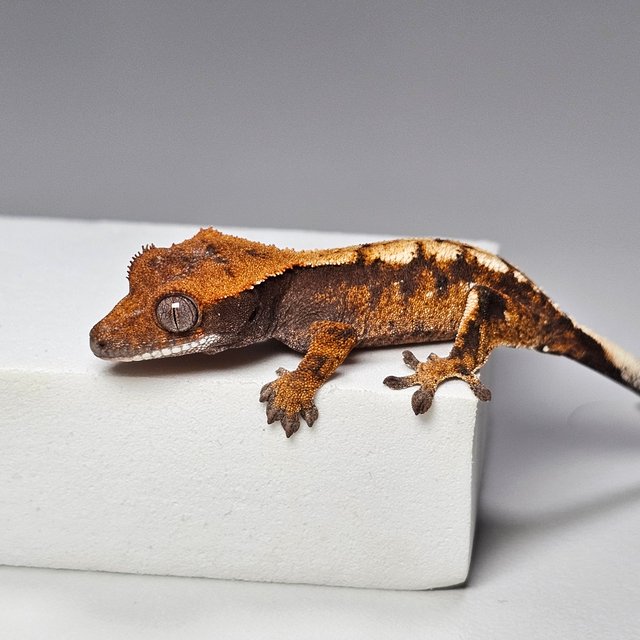 세이블 100%헷아잔틱