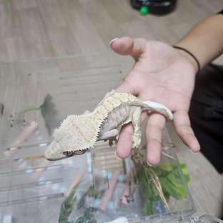 레드 트라이