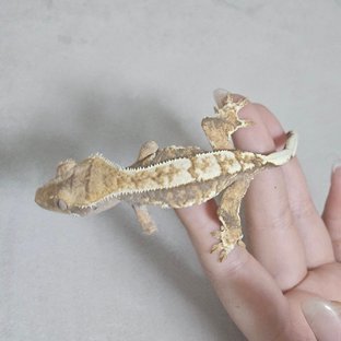 할리퀸