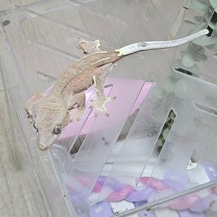 카푸치노