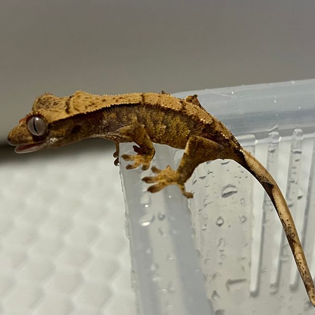 카푸치노 화이트스팟 옐로우