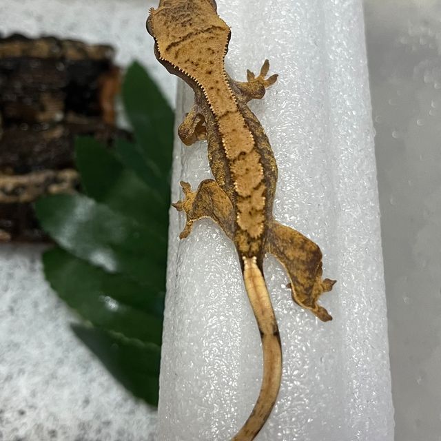 카푸치노 화이트스팟 옐로우