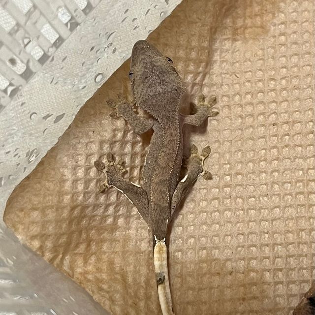 카푸치노 팬텀 화이트스팟