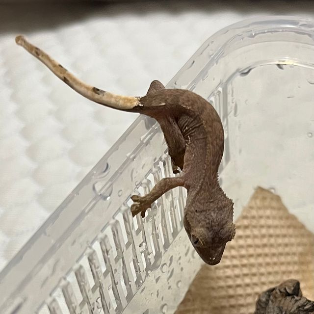 카푸치노 팬텀 화이트스팟