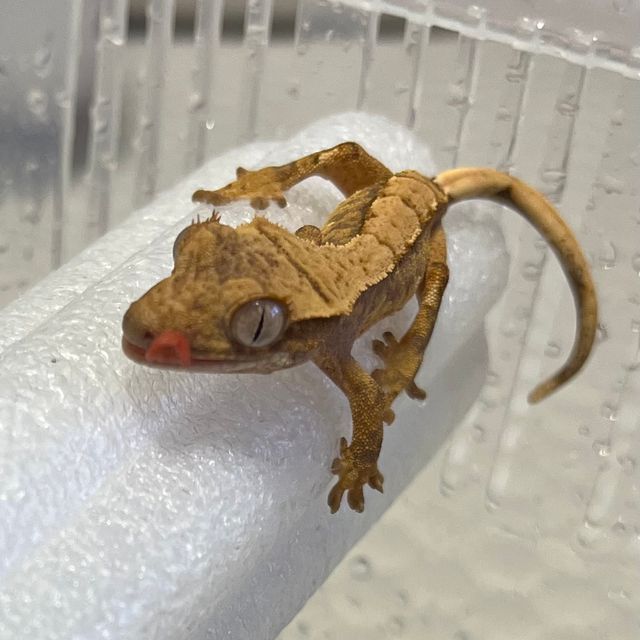 카푸치노 화이트스팟 옐로우