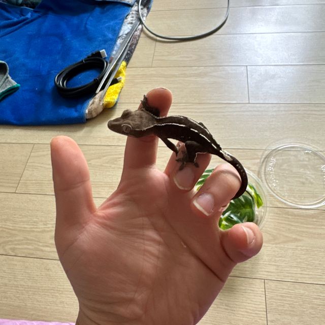 아잔틱 풀핀