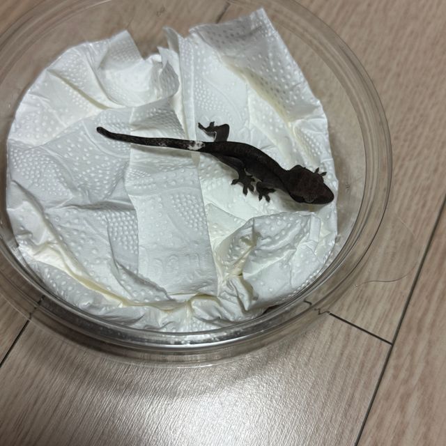 아잔틱 다크 챠콜
