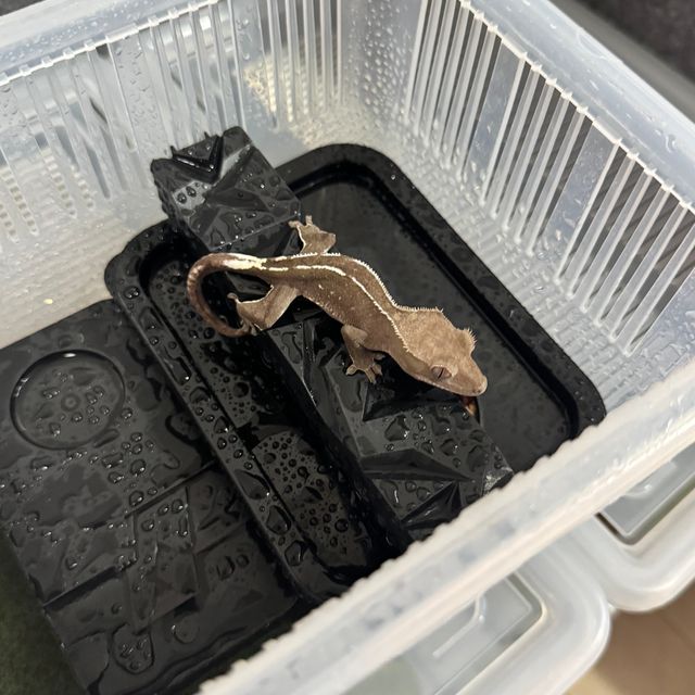 아잔틱 풀핀